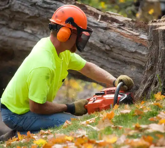 tree services Lake St. Croix Beach